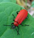 Pyrochroa coccinea